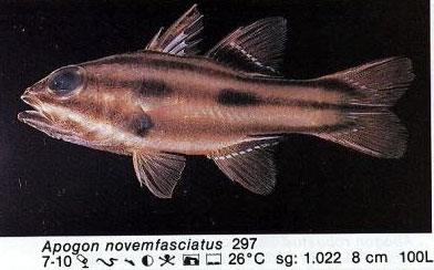 Apogon novemfasciatus
